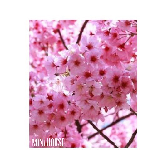 BIJI BIBIT BENIH POHON SAKURA JEPANG