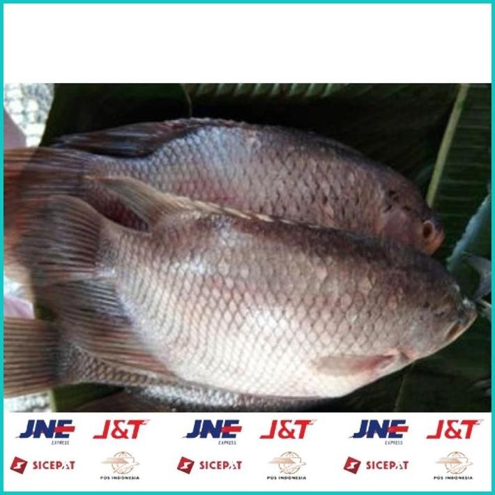 

BISMILLAH ANEKA IKAN SEGAR 1KG [PASAR BLIMBING MALANG] ALISUP