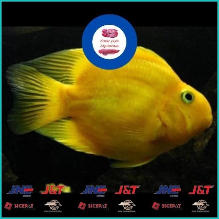 BISMILLAH IKAN RED BLUE PARROT TAIL  & NO TAIL / IKAN PARROT MERAH / BLOOD RED PARROT FISH / IKAN PA