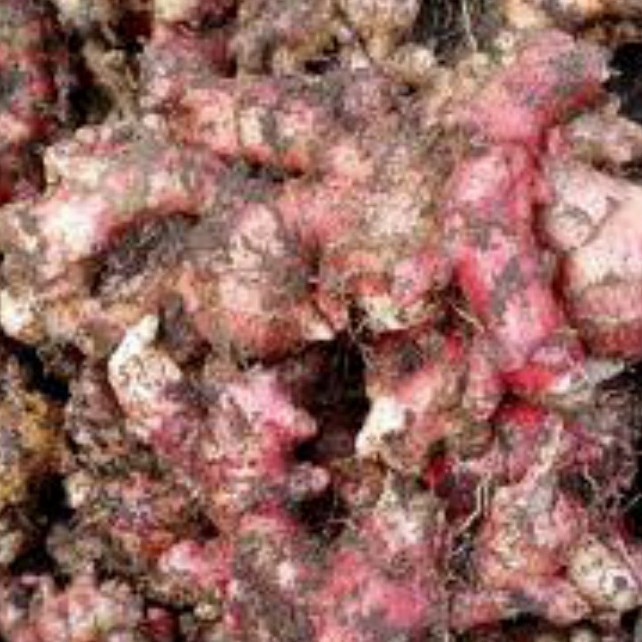 

TERUJI bibit jahe merah super 1 kg