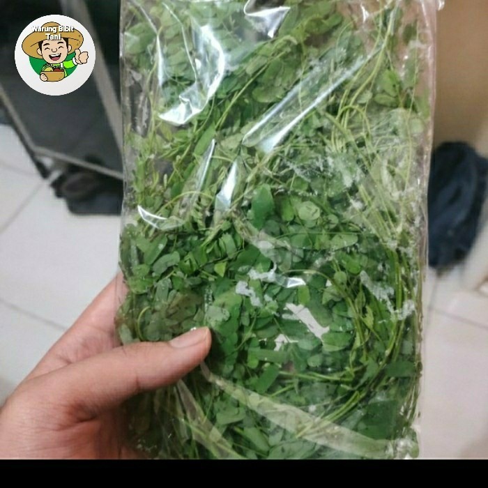 

PRODUK TERBATAS Daun Saga Segar 500gr Daun Sogo Obat Batuk Amandel Ampuh