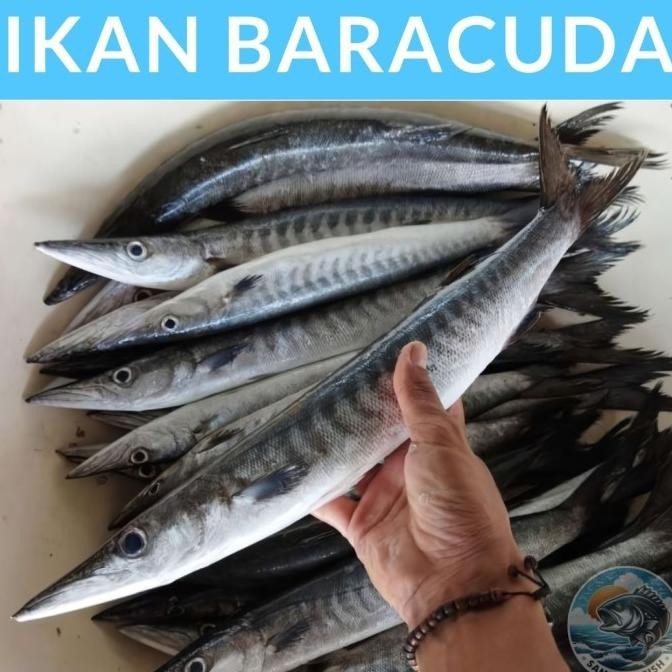 

Ikan Barakuda Fresh 1kg