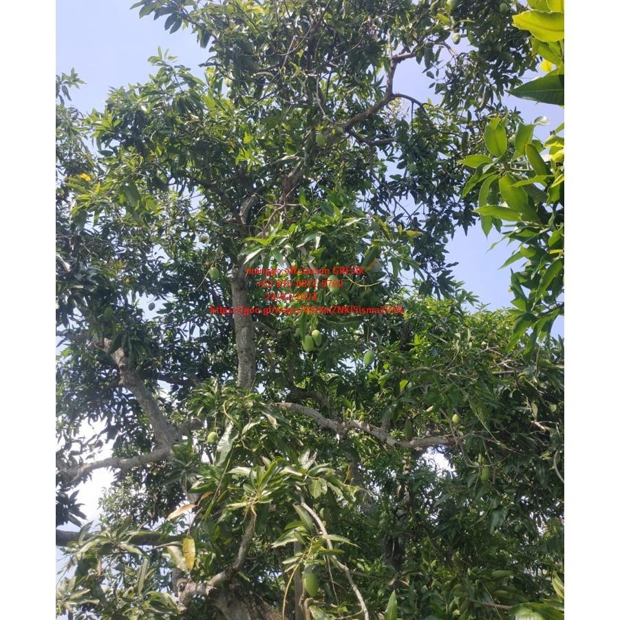 

KT78 mangga muda jenis gadung/ harum manis kondisi muda 1kg Premium