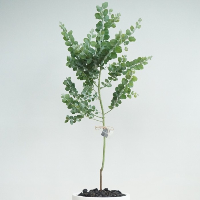 Blue Pearl Acacia Tree Podalyriifolia - Tanaman Hias Indoor Outdoor