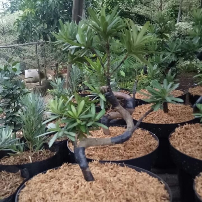 Mame Bonsai Lohansung/Lohansung Pucuk Merah