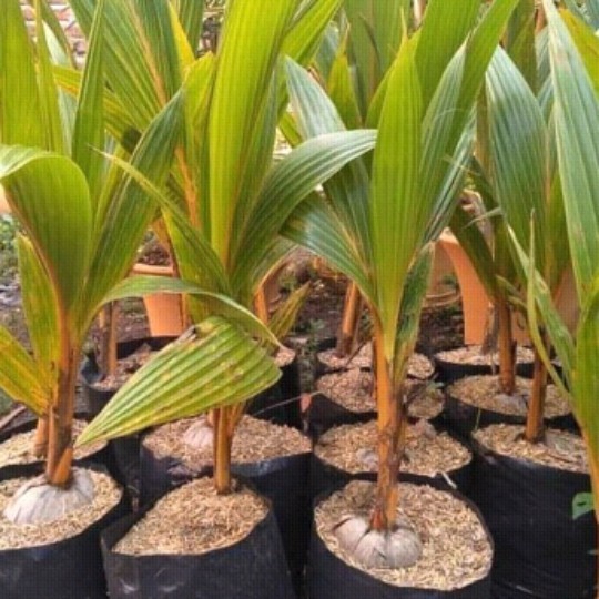 Bibit Pohon Kelapa Gading Kuning