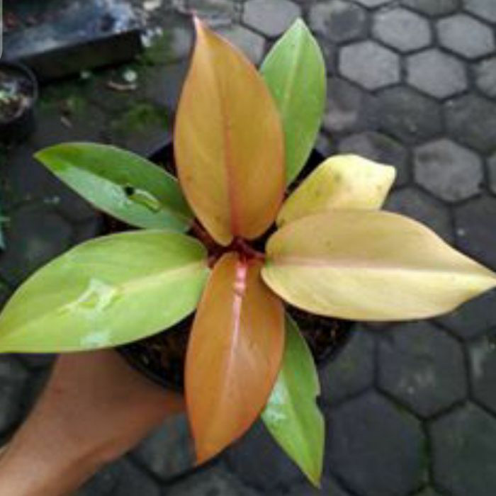 Tanaman Hias Philodendron Orange Juice - Philodendron Prince Of Orange
