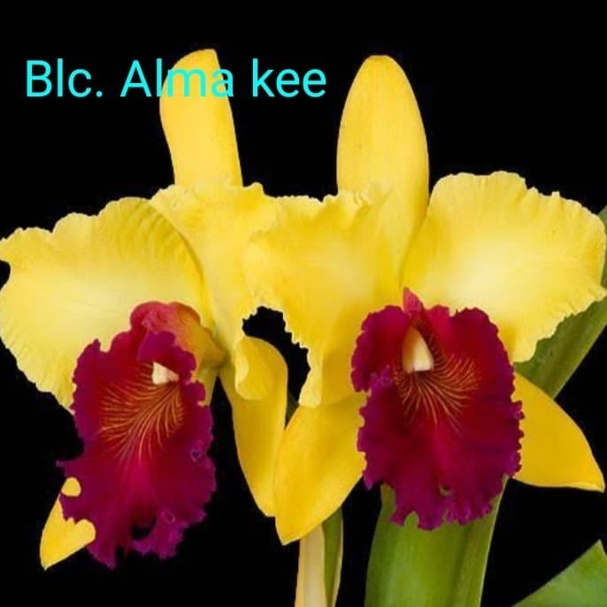 Anggrek Cattleya Remaja
