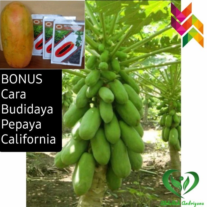 Benih Bibit Pepaya California 10 Gram Agro Tunas
