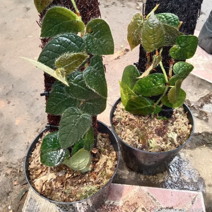 Ficus Villosa