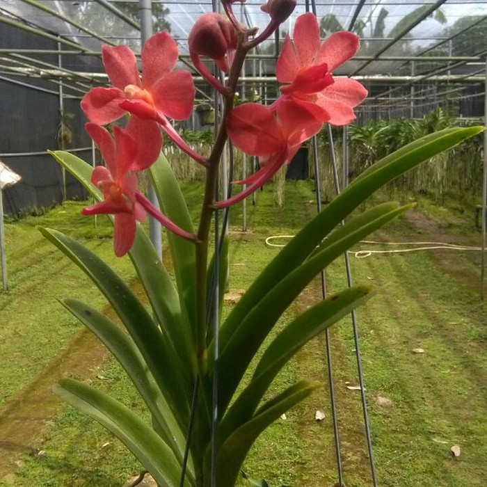 Anggek Vanda Mokara Merah