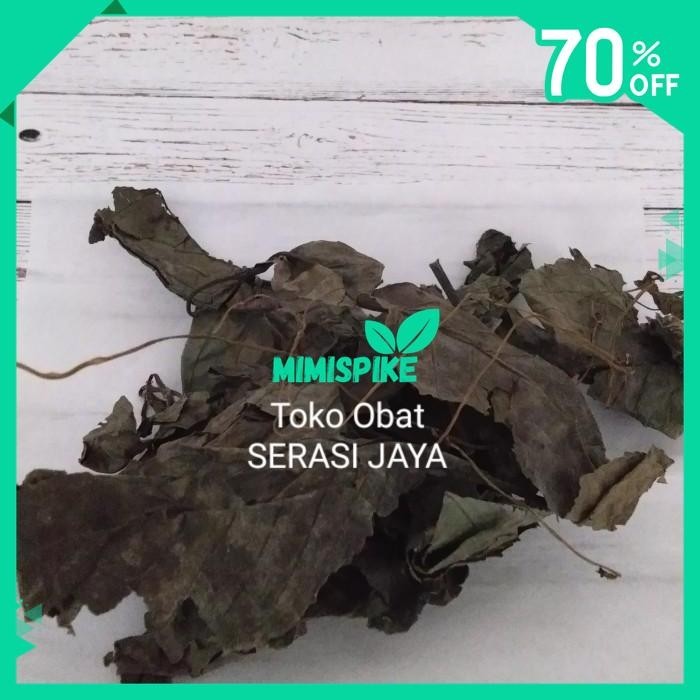 

DAUN KEJI BELING KERING ( STROBILANTHES CRISPUS ) SAKIT BATU GINJAL BY MIMISPIKE !!