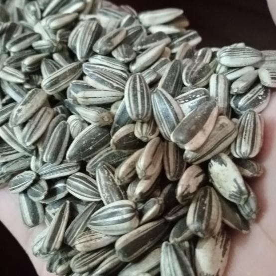 

Biji Kuaci Aci Hitam 25 Kg Sun Seed Bunga Matahari Pakan Grab/Gojek