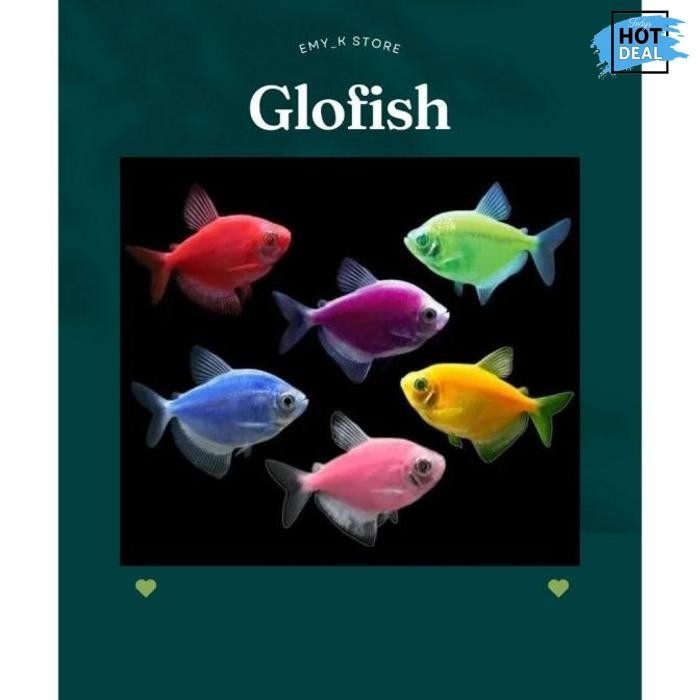 Original Ikan Hias Tetra Warna Warni Indukan Size Jumbo / Ikan Hias Air Tawar Aquarium Aquape Terbai