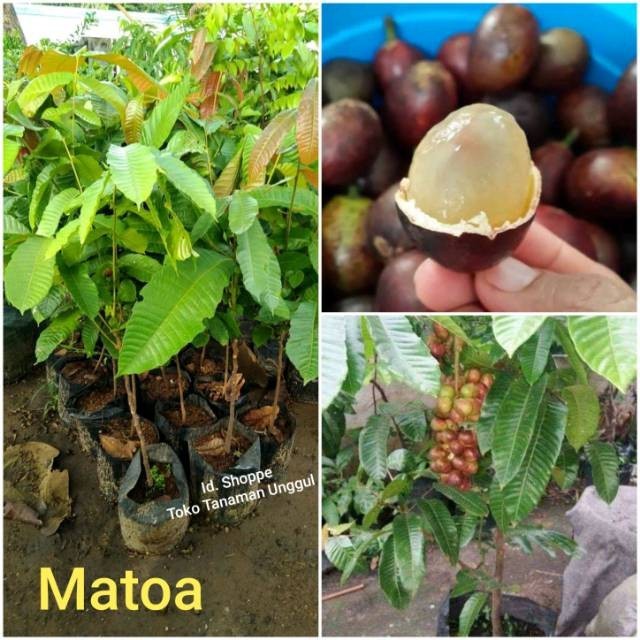 Bibit Matoa Super