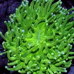 Ede Coral Anemon Piring Hijau