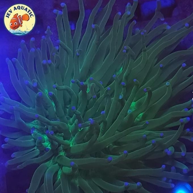 Ede Anemon Piring Terlaris