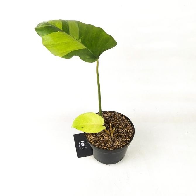 Philodendron Jungle fever variegata - Tanaman hias koleksi / Housplant P82T