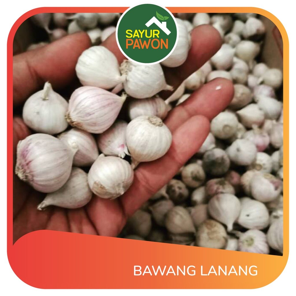 

Bawang Lanang/Tunggal/100gr