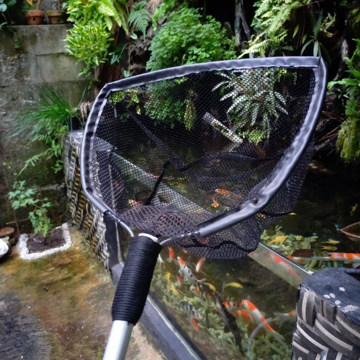 Seser Ikan Koi Besar Serokan Ikan Besar Kolam