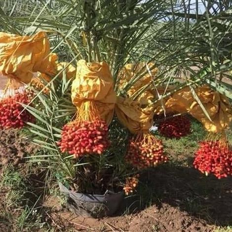 Bibit Biji Kurma Tropis H1 Merah Asli Thailand Red H1 ATV