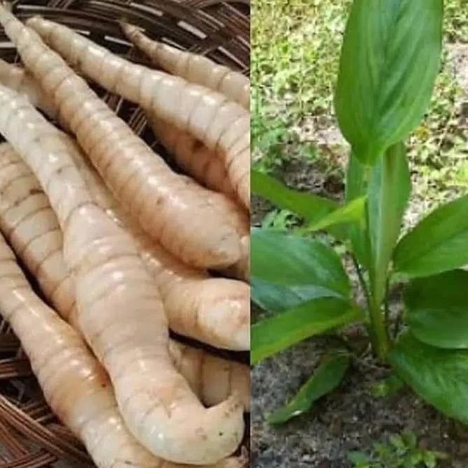 

promo 1kg umbi garut segar / bukan tepung LCM