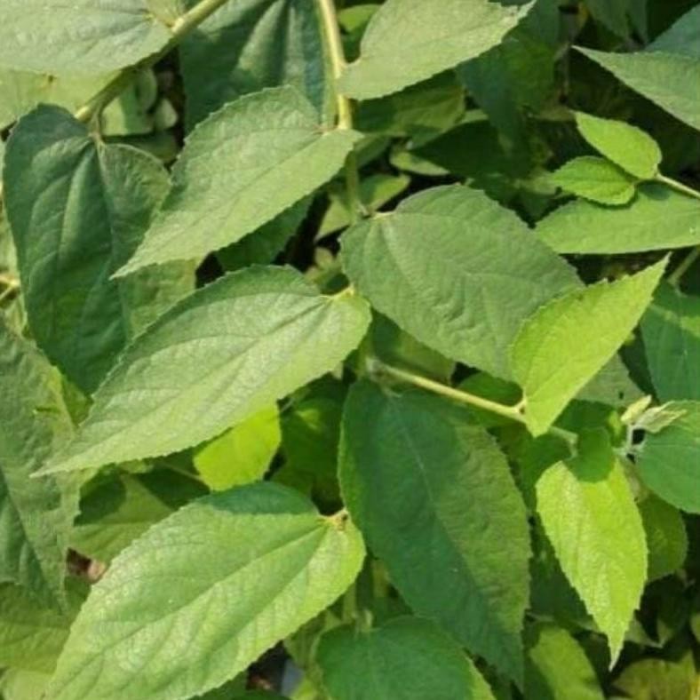 

DAUN SERI / KERSEN / TALOK / CERI SEGAR 200GR (HERBAL UNTUK DIABETES) - PROMO