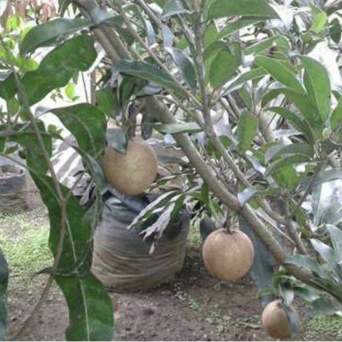 TANAMAN BUAH SAWO JUMBO SUDAH BERBUAH