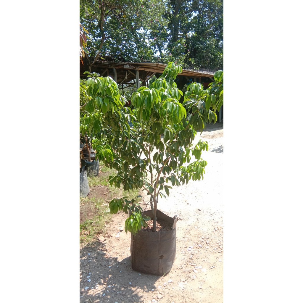 POHON LECI MERAH MANIS