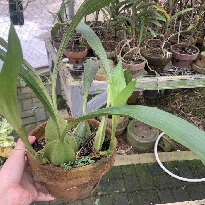 COELIGYNE PANDURATA ANGGREK HITAM PAPUA DEWASA MEDIUM