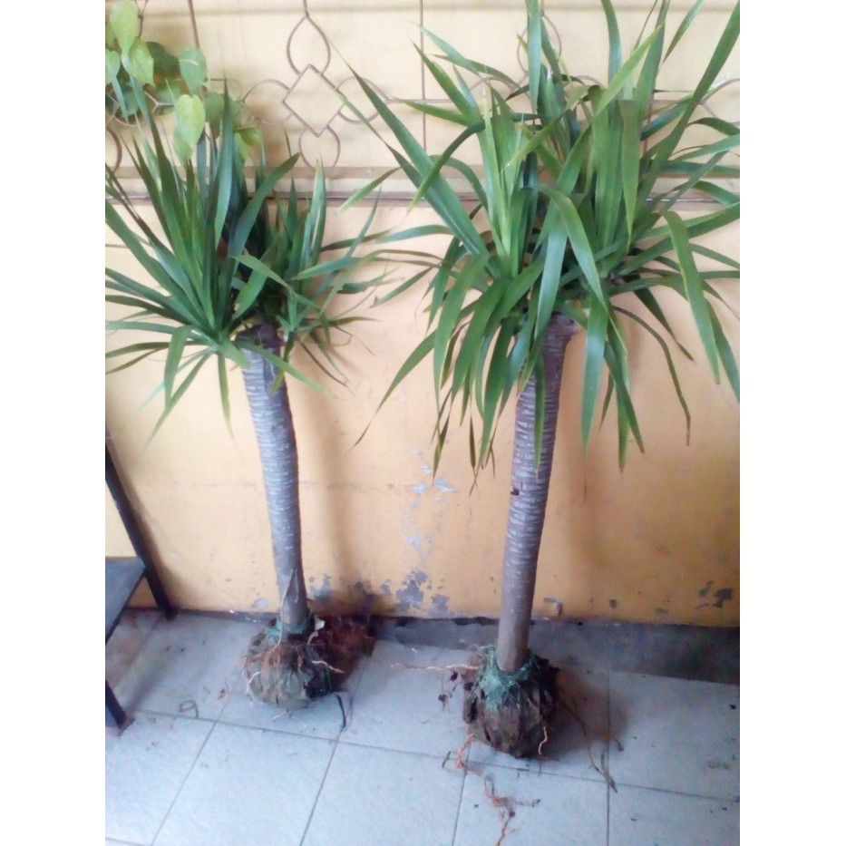 TANAMAN PANDAN BALI BERCABANG