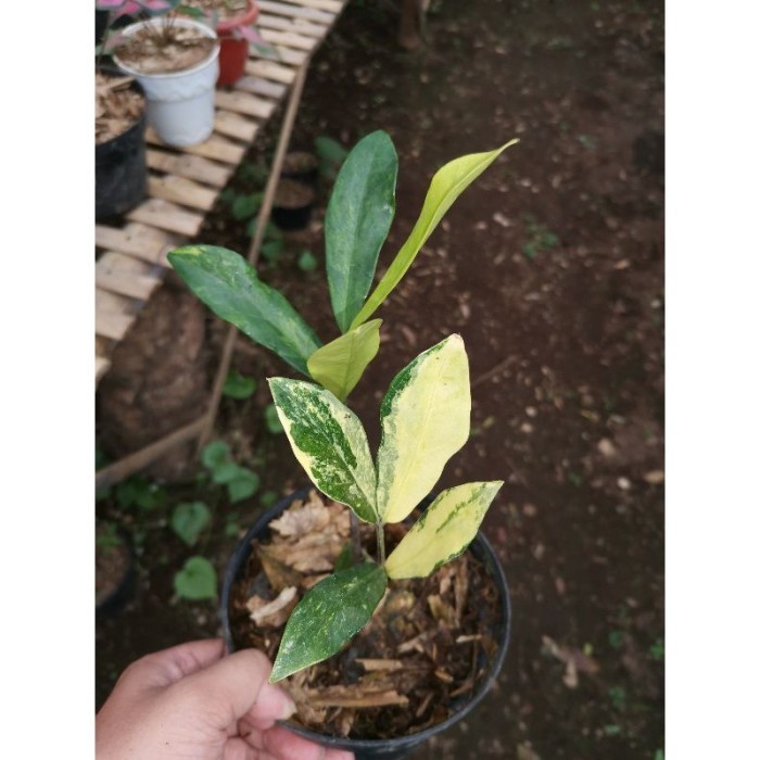 TANAMAN HIAS ZAMIA CULCAS LOKAL VARIEGATA