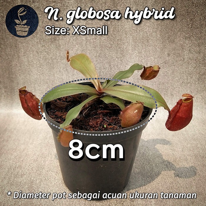TANAMAN KARNIVORA KANTONG SEMAR / NEPENTHES GLOBOSA HYBRID