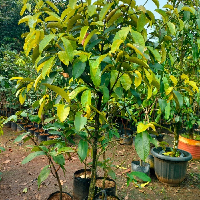 POHON MANGGIS TINGGI 2 METER RIMBUN