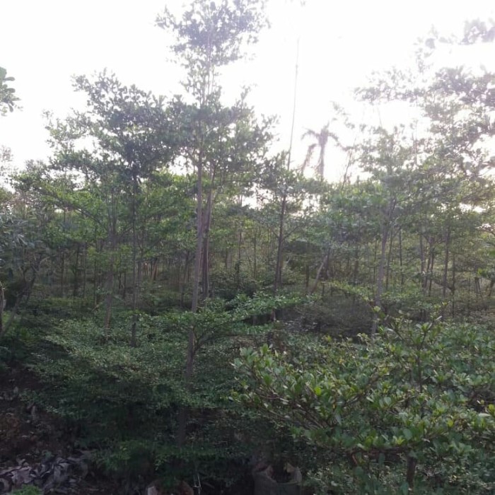 POHON KETAPANG KENCANA 5METER