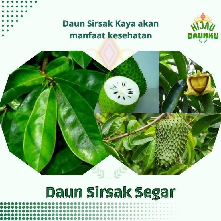

DAUN SIRSAK HERBAL SEGAR HIJAU NON KIMIA 100LEMBAR LANGSUNG DI PETIK - HARGA GROSIR RAJAGROSIR5758