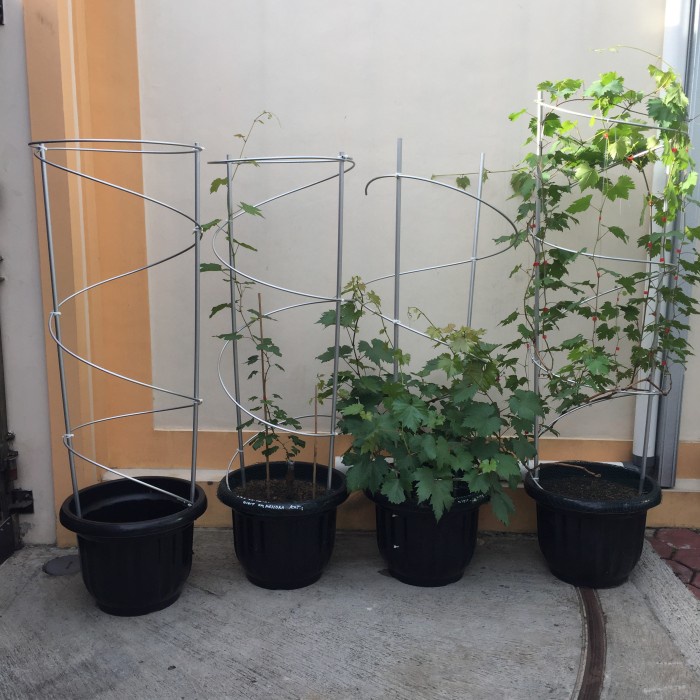 Bestseller Tiang Rambatan Tanaman Anggur