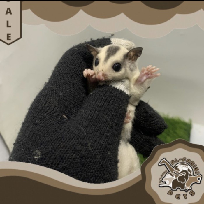 Sugar Glider SG Mozaic Grade B Betina Joy Termurah