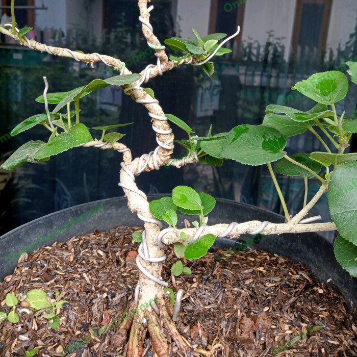 Terlaris Waru Jepang Bonsai