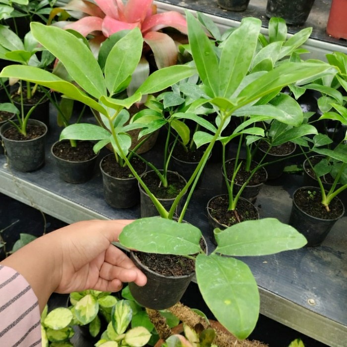 Terlaris Philodendron Goeldii Ekonomis Thaumatophyllum Spruceanum Real Pict