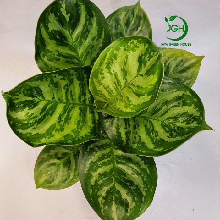 Terlaris Aglonema Green Cobra