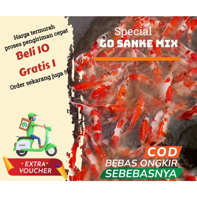 paket ikan koi Blitar size 30-40 cm jumlah 20 ekor