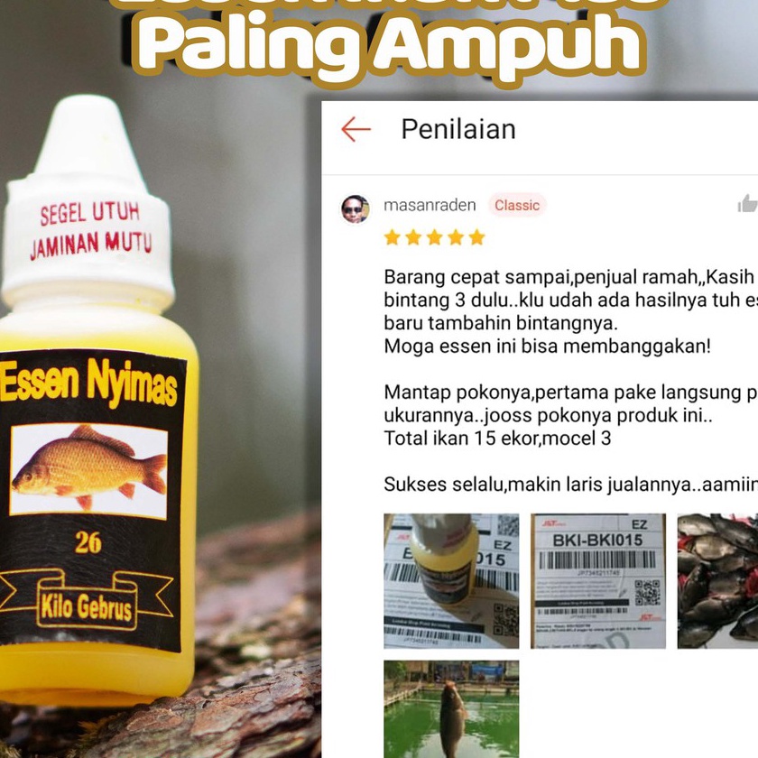 (Q-J♪◆S] Essen Ikan Mas Paling Ampuh Untuk Ikan Mas Babon  dan Ikan Mas Rame Yang Susah Makan/ muura