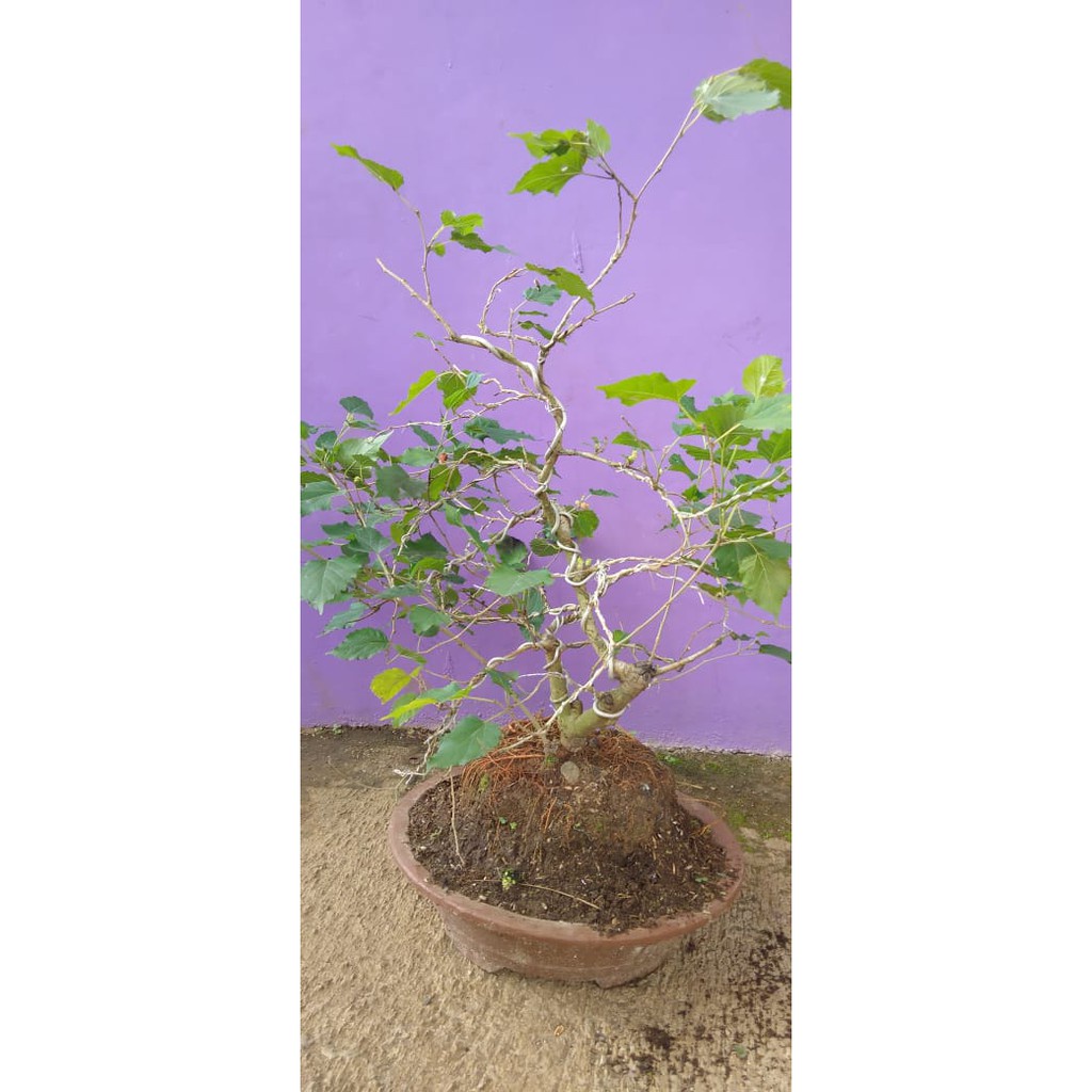 Bonsai Pohon Murbei Murah Berkualitas