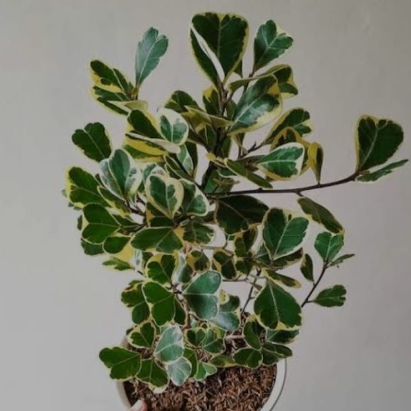 PAKET HEMAT 6 TANAMAN HIAS VARIEGATA,FICUS TRIGULARIS VARIEGATA,APTENIA VARIEGATA,TRADESCANTIA VARIE