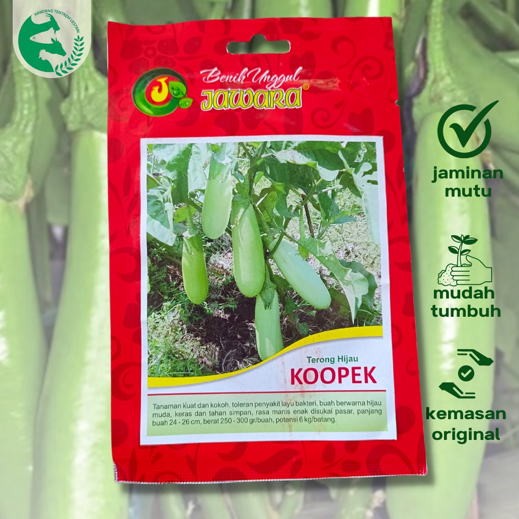 10 Gram Benih Sayuran Terong Hijau KOOPEK Jumbo Cap Jawara