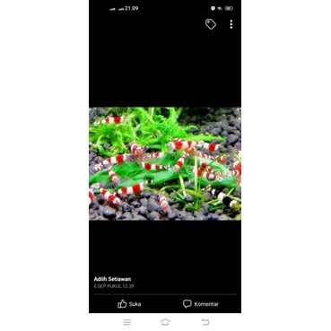 asesoris aquarium reedbee