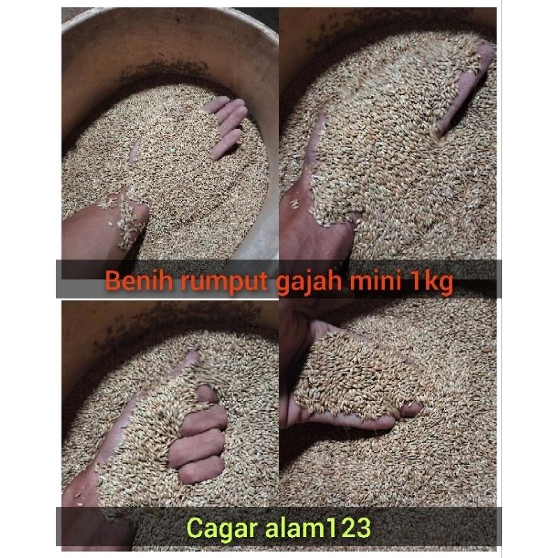 benih rumput gajah mini 1kg terlaris benih rumput gajah mini rumput