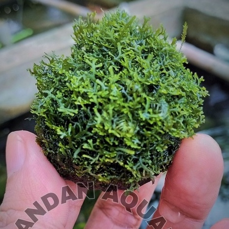 Moss ricardia media wabikusa