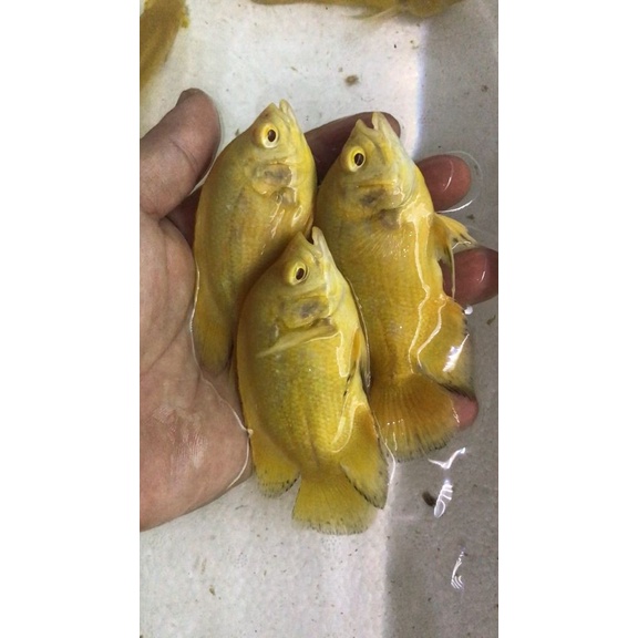 Terlaris Oscar Lemon / Oscar Lemon Impor 12Cm